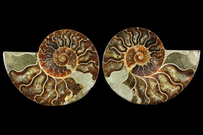 Sliced Ammonite Fossil - Agatized #114870